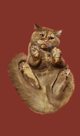 Chat marron pour tarifs consultation 55€