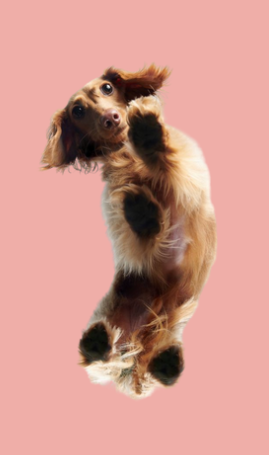 Consultation chien Bouliac pour tarif : 65€