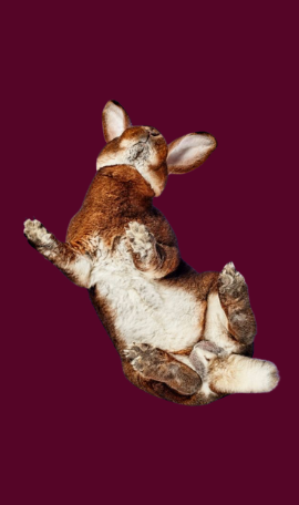 Lapin bicolore pour consultation NAC tarifs 40 €